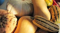 Diverse Delights of Squash: A Farmer's Favorite Varieties Instructional Video