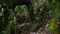 World's MOST DANGEROUS Animal Catches! Instructional Video