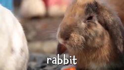 Fun Farm Animal Facts for Kids! Learning about Farm Animals Instructional Video