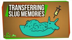 Scientists Just Transferred Memories... Between Sea Slugs Instructional Video