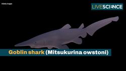 Creatures That Look The Same As They Did Millions Of Years Ago Instructional Video