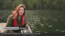 Up close with orca rescue team in B.C. News Clip