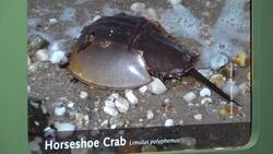 'Heartbreaking.' Aquarium scientists sound alarm on declining horseshoe crab population News Clip
