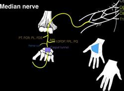Innervation of forearm and hand muscles Instructional Video