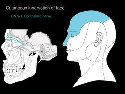Sensation of the face Instructional Video