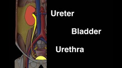 Ureter, Bladder and Urethra Instructional Video