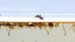 Mosquitos adult pupa larvae, Example in the laboratory - scientific research and development concept. Stock Footage