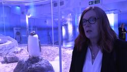 Professor Dame Sarah Gilbert urges pregnant women to get vaccinated News Clip