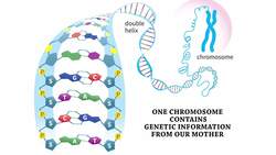 Chromosomes: The Carriers of Genetic Blueprints Instructional Video