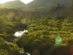 Partes de plantas: transpiración Instructional Video