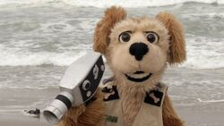 Animal Alphabet: B is for Blue Footed Booby Instructional Video