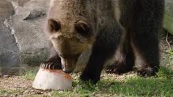 While We’re All Freezing This Winter, These Animals Are Enjoying The Sun! Instructional Video