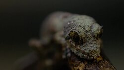 Why the Leaf Tailed Gecko is One of the Most Unique Reptiles in Madagascar Instructional Video