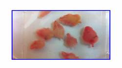 Platyhelminthes Part 3: Parasitic Trematodes and Monogeneans Instructional Video