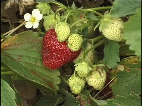 What Are Plants?: Introduction