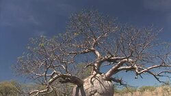 Australian baobab tree (Adansonia gregorii) along a dirt road Stock Footage