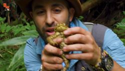 GIGANTIC Toad Found in Japan! Instructional Video