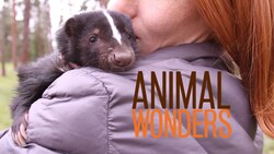 Skunk Spray Stinks! - Featuring Lollipop Instructional Video