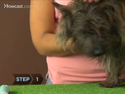 How to Groom Your Dog Instructional Video