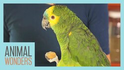 Archie's Story Instructional Video