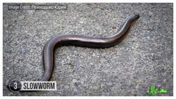 8 More Terrible Names for Living Things Instructional Video