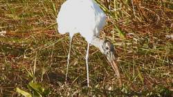 Everglades National Park - Slough Instructional Video
