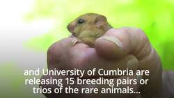 Hazel dormice reintroduction scheme reaches milestone of 1,000 animals released News Clip