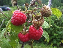 Plantas con flores: flores por todas partes Instructional Video