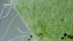 How Do Colonies Help Microorganisms Survive? Instructional Video