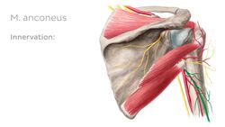 Musculus anconeus Instructional Video