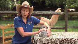 How to Safely Pick Up a Rabbit Instructional Video