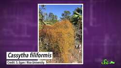 The Vine That 'Loves' Parasitic Wasps to Death Instructional Video