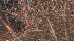Controlled bush fire in the outback Stock Footage