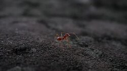 Red ant action walking in the nature Stock Footage