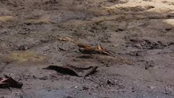 Building boom leaves lasting mark on Cambodian beaches News Clip