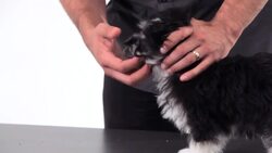 How to Care for Your Puppy's Eyes & Ears Instructional Video