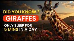 DID YOU KNOW - Giraffes Sleep only 5min in a day Instructional Video