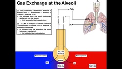 Type I Alveolar Cells, Respiratory Membranes, & Gas Exchange Instructional Video