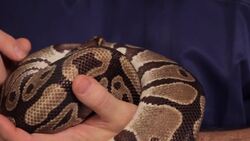 Common Snake Illnesses Instructional Video