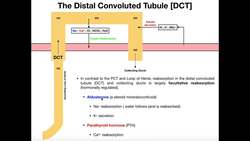 Functions & Histology of the Distal Convoluted Tubule & Collecting Ducts Instructional Video