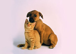 Most Popular Pet Instructional Video