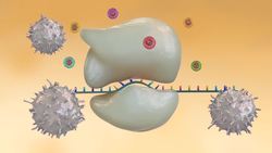 Scientists discover coronavirus’s mechanism for inhibiting the immune system Instructional Video