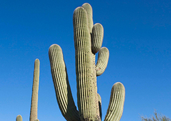 Adaptation - Survival Traits Instructional Video