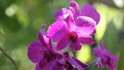 purple orchids Stock Footage