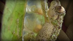 The Evolutionary Epic Crash Course Big History 5 Instructional Video