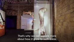 Europe's first titanosaur unveiled at London's Natural History Museum News Clip