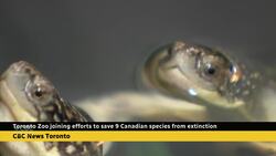 How the Toronto Zoo is working to save 9 Canadian species from extinction News Clip