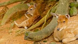 Wildlife scene. Beautiful young fallow whitetail deer, wild mammal animal in forest surrounding. Spotted, Chitals, Cheetal, Axis, Cervus nippon or Japanese deer grazing in natural habitat in the sun. Stock Footage