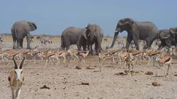 Exploring the diverse nature and wildlife around the waterholes of Etosha National Park in Namibia. Instructional Video