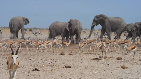 Exploring the diverse nature and wildlife around the waterholes of Etosha National Park in Namibia.